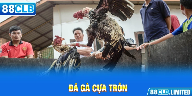 Đá gà cựa tròn